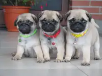 мопс щенки