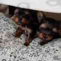 Мальчик йорк, фотография 4