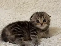 Котята Шотландские вислоухие, фотография 4