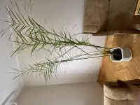 Цветок пальма, фотография 2