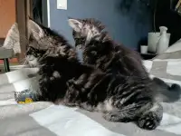 Котята Мейн-кун, фотография 7