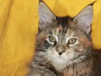 5 Котенок Мейн кун