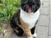 Трехцветная кошка на улице! Ищет дом или передержку! Сос!
