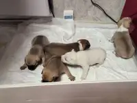Французские бульдоги