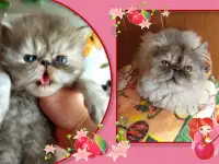 Персидские котята экстремального типа чистокровные. Персы., фотография 11