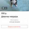 Продам чихуа－хуа