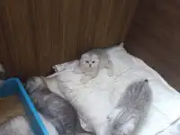 Котята, фотография 3