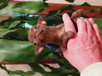 Девочки мини чихуахуа, фотография 4