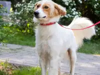 Супер пёс ищет дом, фотография 3