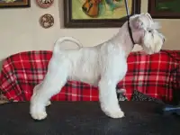 Цвергшнауцер белый, фотография 5
