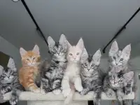 Котята мейн-кун