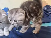 Шотландские котята, фотография 2