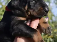 Доберман щенок