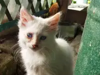 Котята бесплатно, фотография 3