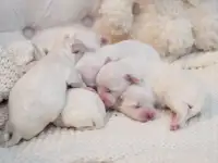 Щенки мальтийской болонки, фотография 3