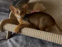 Абиссинский котёнок, девочка, фотография 3
