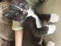 Котята ищут новый дом, фотография 7