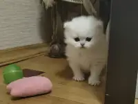 Продажа шотландского котенка, фотография 3