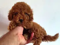 Щенки Той пуделя