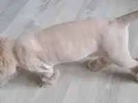 груминг котов, фотография 2