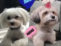 Щенки ши-тцу, фотография 9