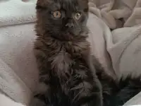 Девочка Мейн Кун, фотография 2