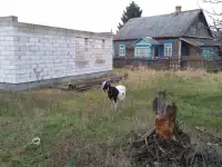 Продам участок в Микашевичах с недостроенным домом и гаражом, фотография 9