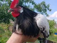 Продажа, фотография 4