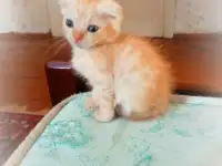 Очаровательные котята, фотография 2