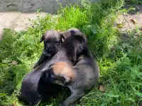Щенки немецкого боксера, фотография 4
