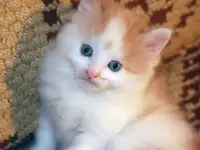 котята в добрые руки, фотография 2