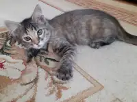 Котята, фотография 3