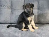 Щенок немецкая овчарка