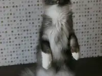 Котёнок Мейн-кун мальчик, фотография 5