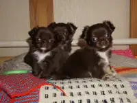 Чихуахуа нарядный мальчик и Мини шоколадная девочка, фотография 4