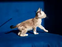 Уникальная бенгальская кошечка мраморного снежного окраса снежная рысь, фотография 2