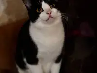 КОШКА ЛАРА В ДАР!