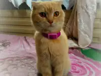 Очаровательные котята, фотография 4