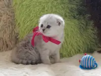 Шотландский котенок, фотография 6
