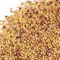 Клевер луговой (красный) (Trifolium pratense), фотография 2