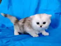 Кошечка котенок шотландский.