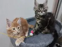 Котята породы Мейн-кун, фотография 7