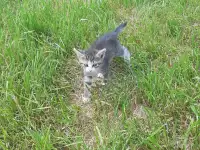 Свои котята в дар, фотография 5