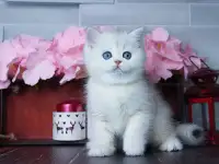 Элитные британские котята всех окрасов. Профессиональный питомник, фотография 4