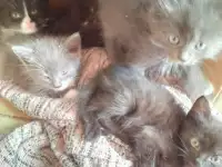 Отдам котят смесь с британским в хорошие руки, фотография 2