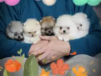 Померанский шпиц, щенки. Мини мишки