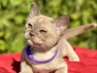 Котята Европейской бурмы, фотография 10
