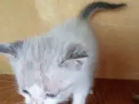 Котята милашки, фотография 2