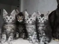 Мейн кун котята!, фотография 4