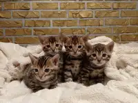 Продам шикарных котят породы бенгальские кароткошорстные, фотография 3